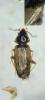 Tachys sp.